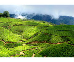 Kerala Tour Packages,East of Kailash