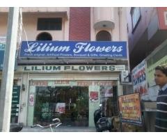 Lilium Flowers